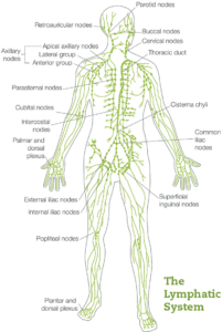 Lymphatic System Recovery